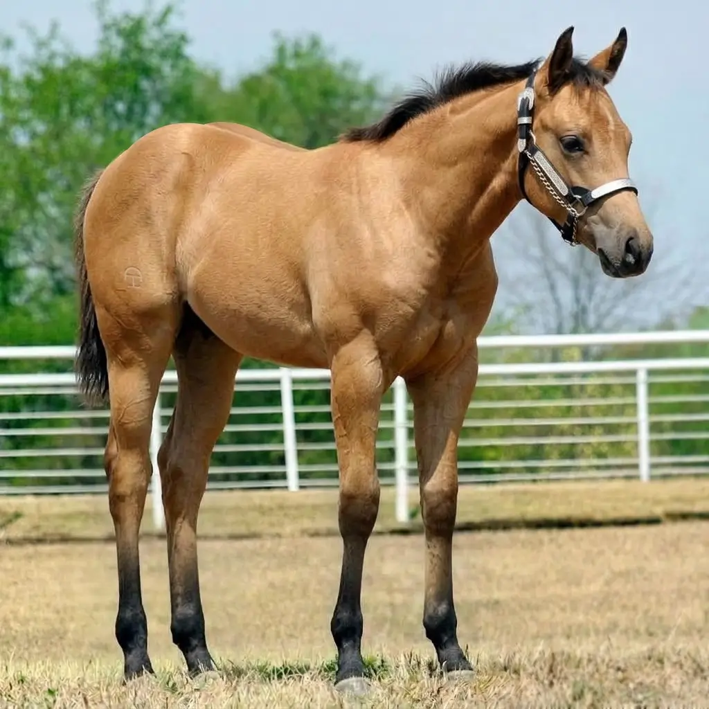 Buckskin