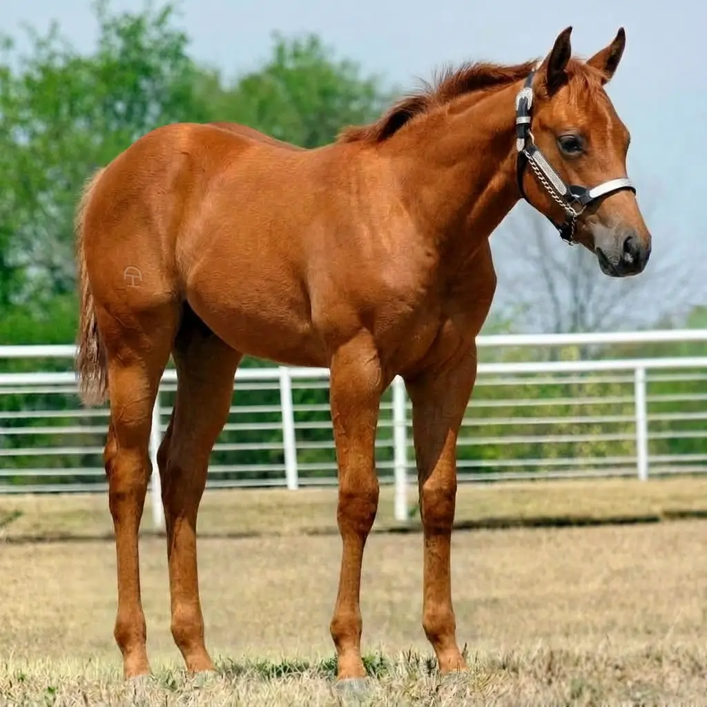 Chestnut