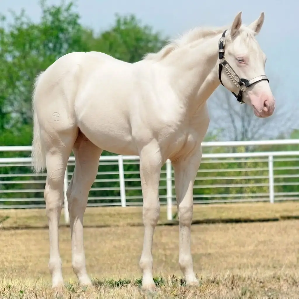 Cremello