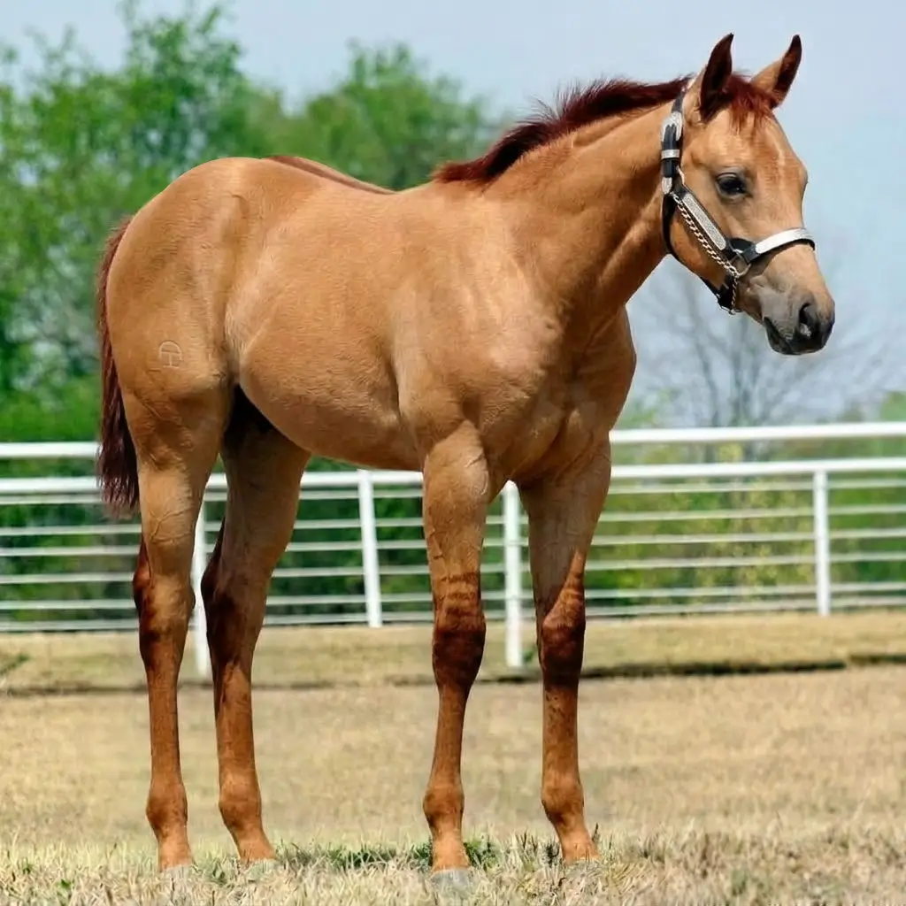 Dun Chestnut