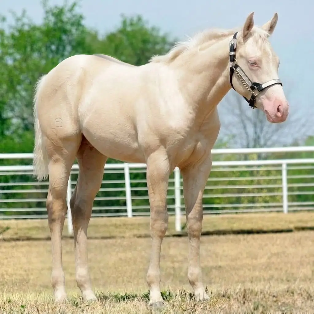 Dun Cremello