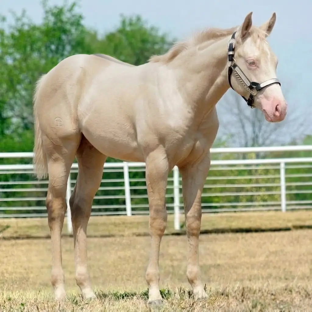 Dun Smoky Cream