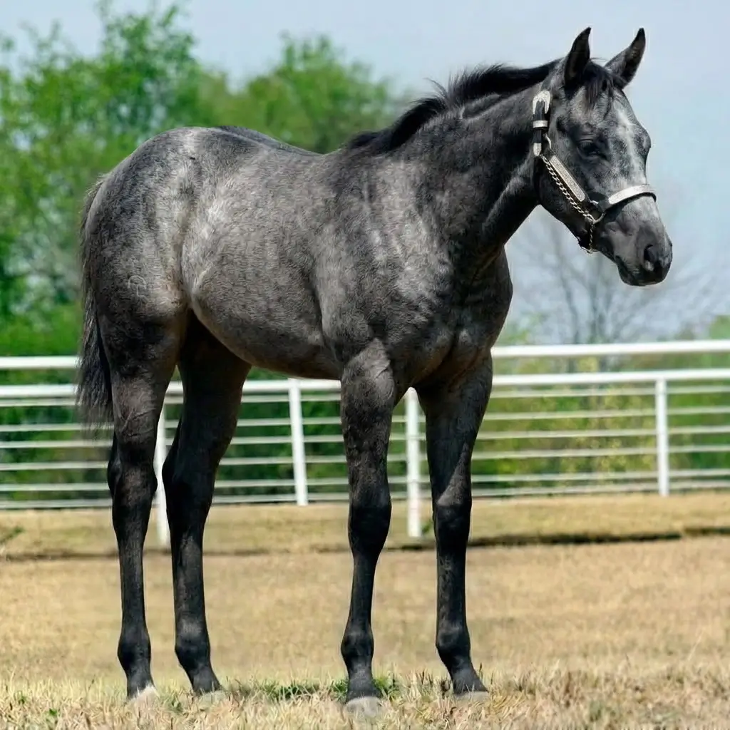 Gray Black