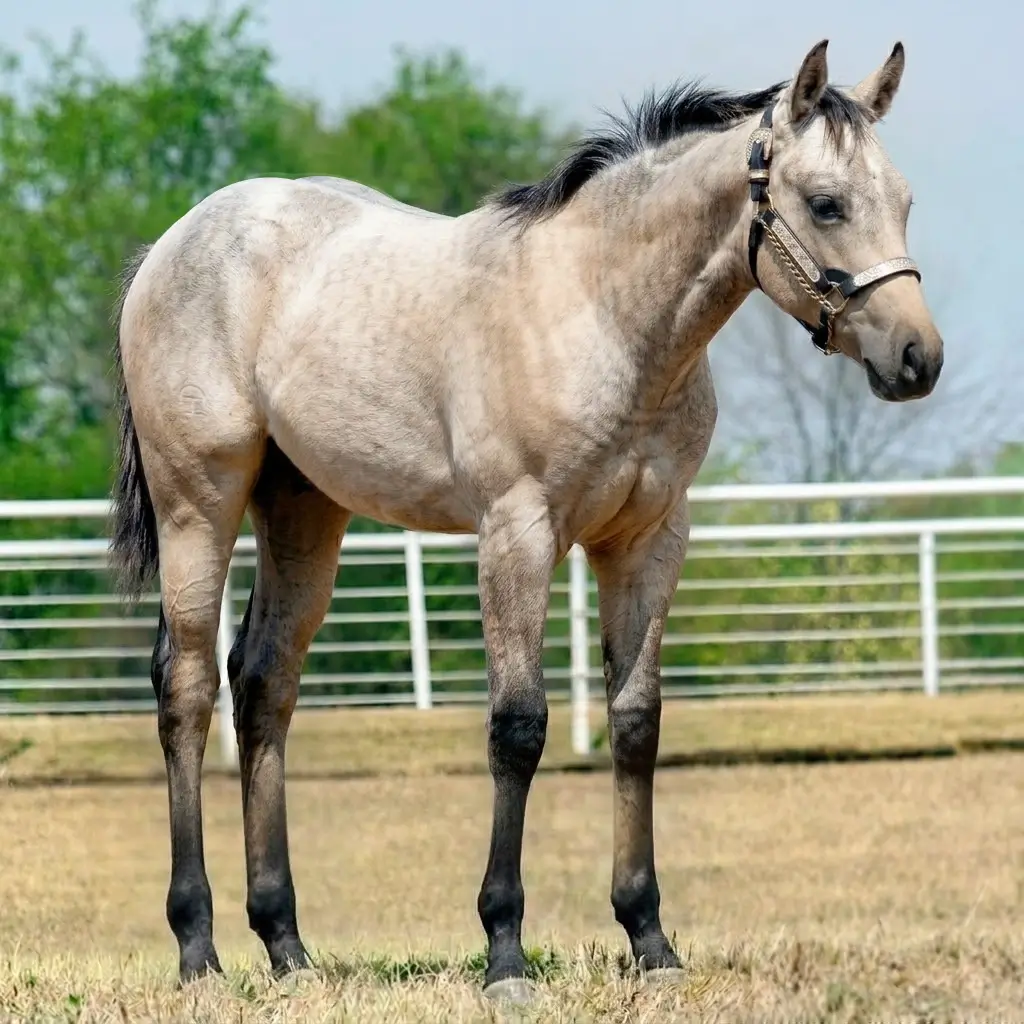 Gray Buckskin