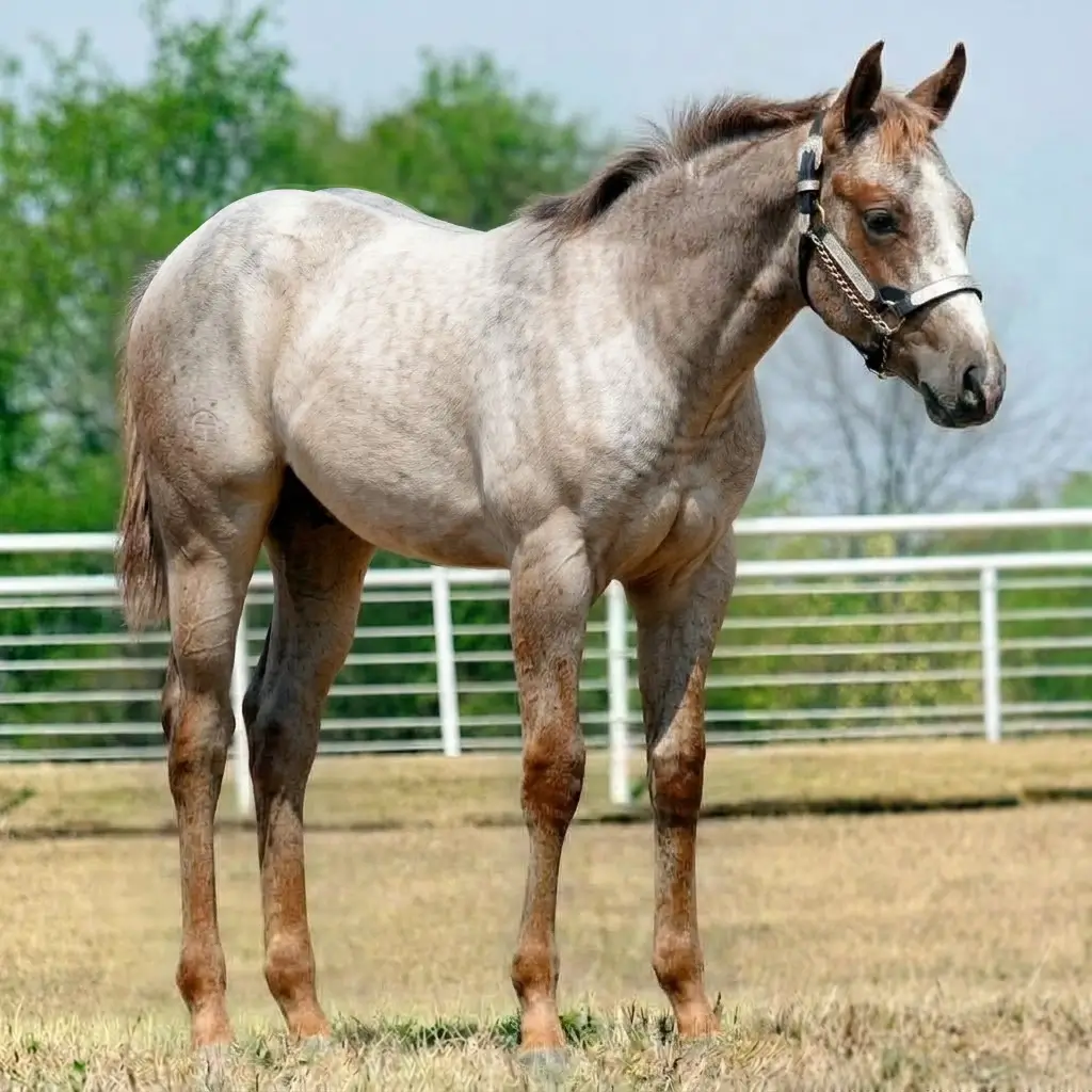 Gray Chestnut