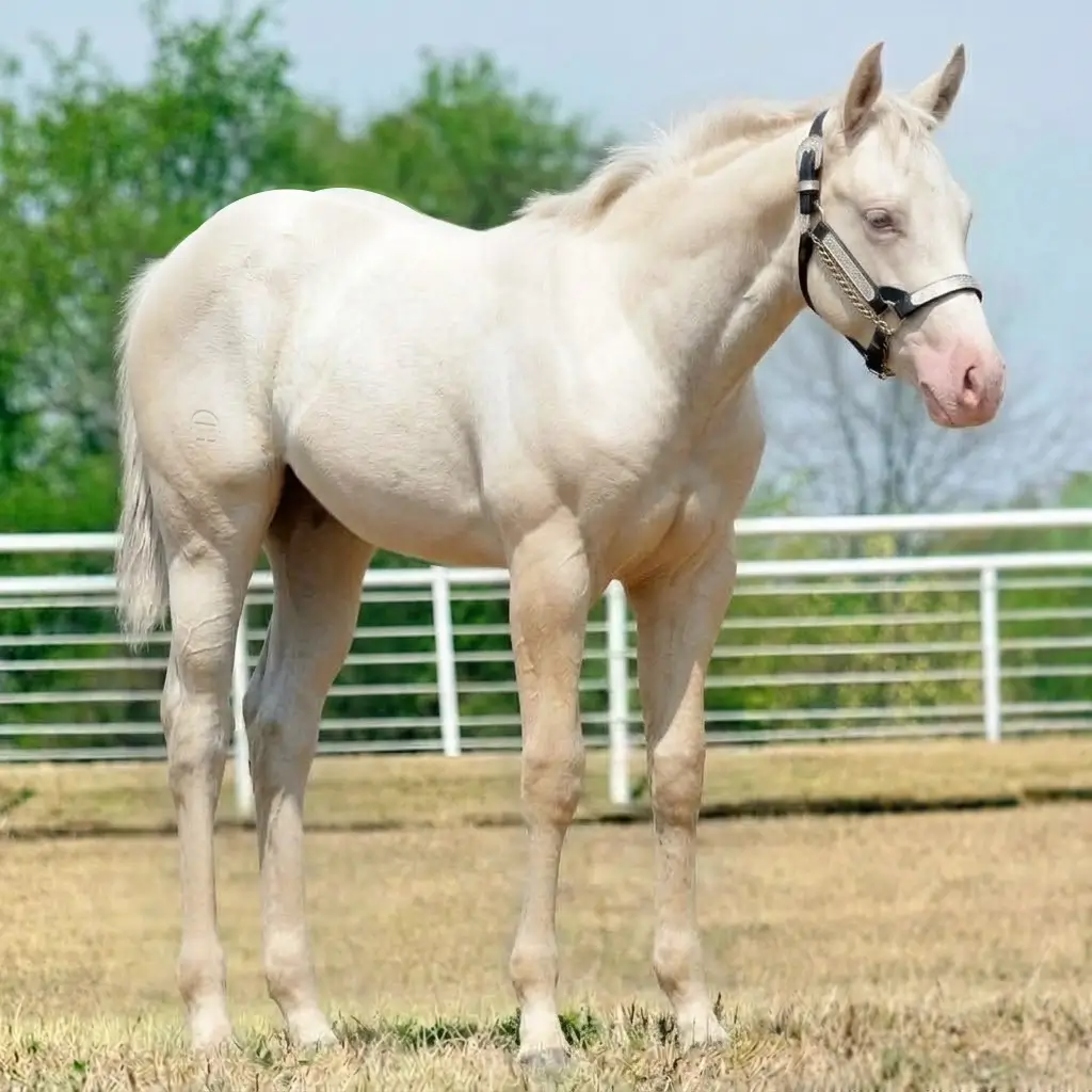 Gray Cremello