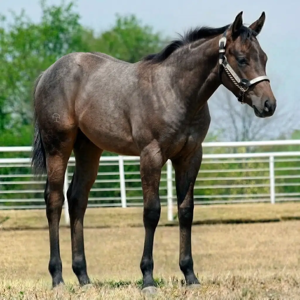 Gray Dark Brown