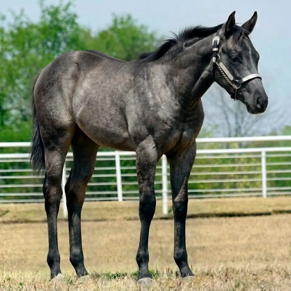 Gray Dun Black