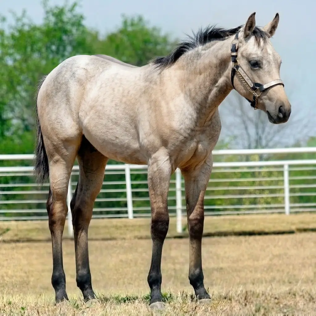 Gray Dun Buckskin