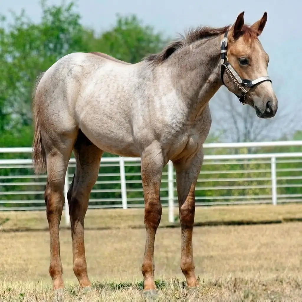 Gray Dun Chestnut