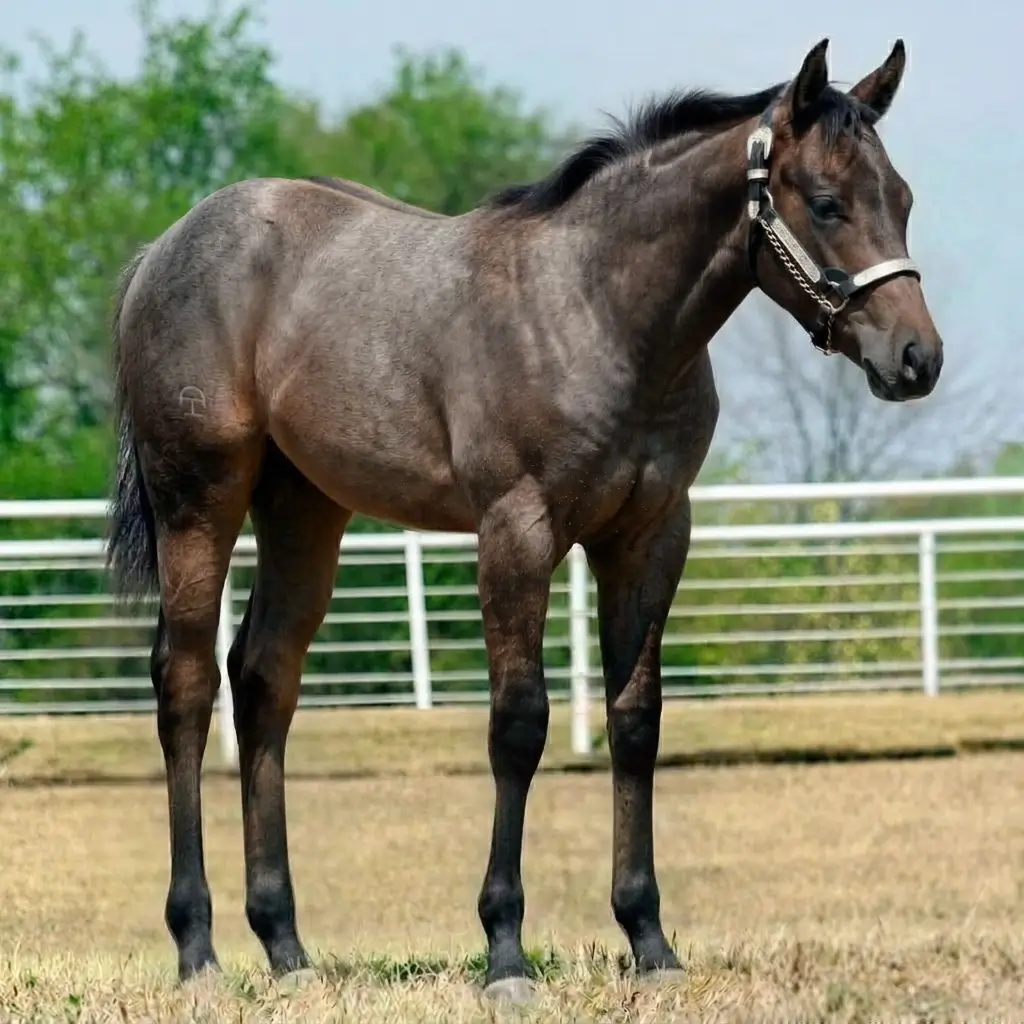 Gray Dun Dark Brown