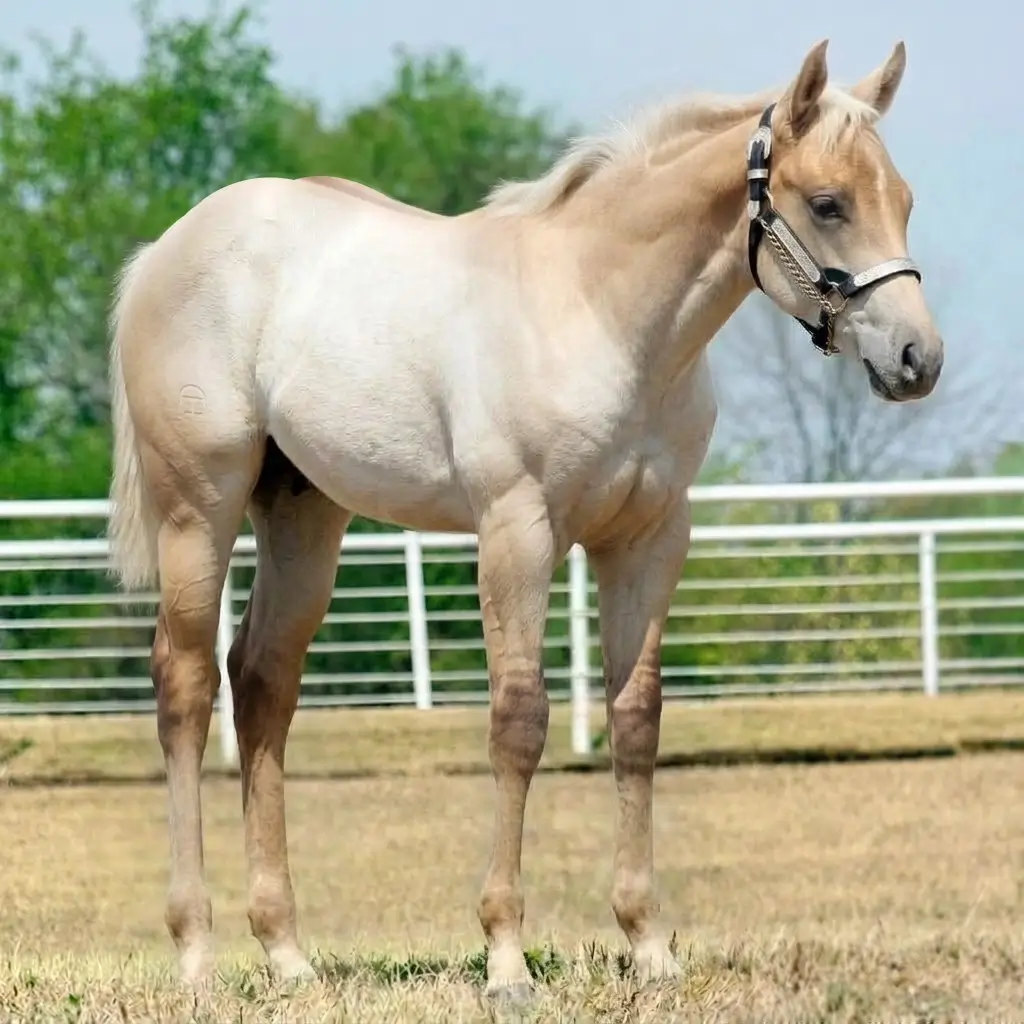 Gray Dun Palomino