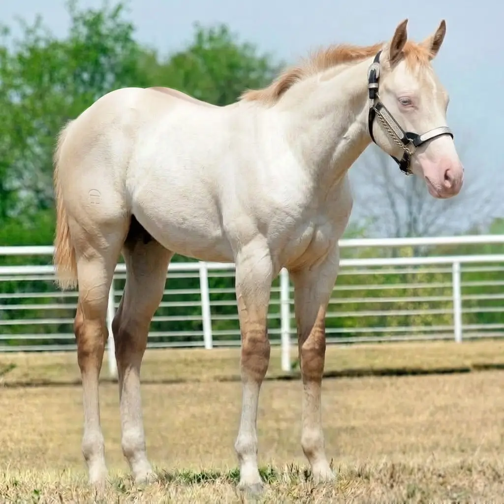 Gray Dun Perlino