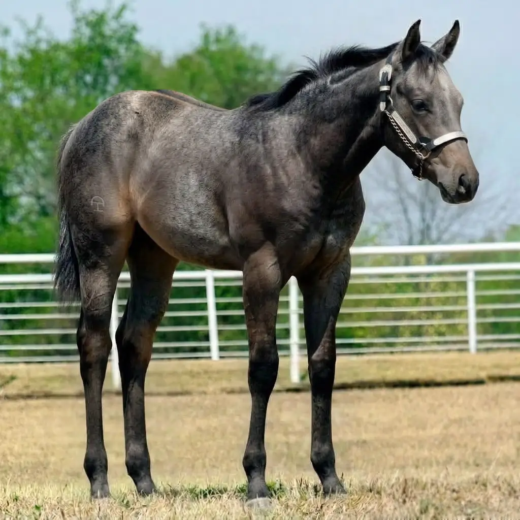 Gray Dun Smoky Black