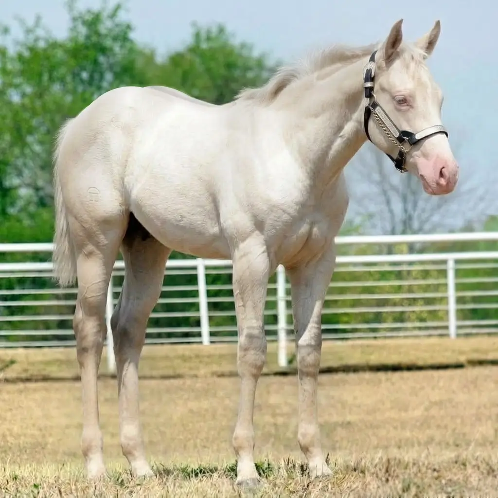 Gray Dun Smoky Cream