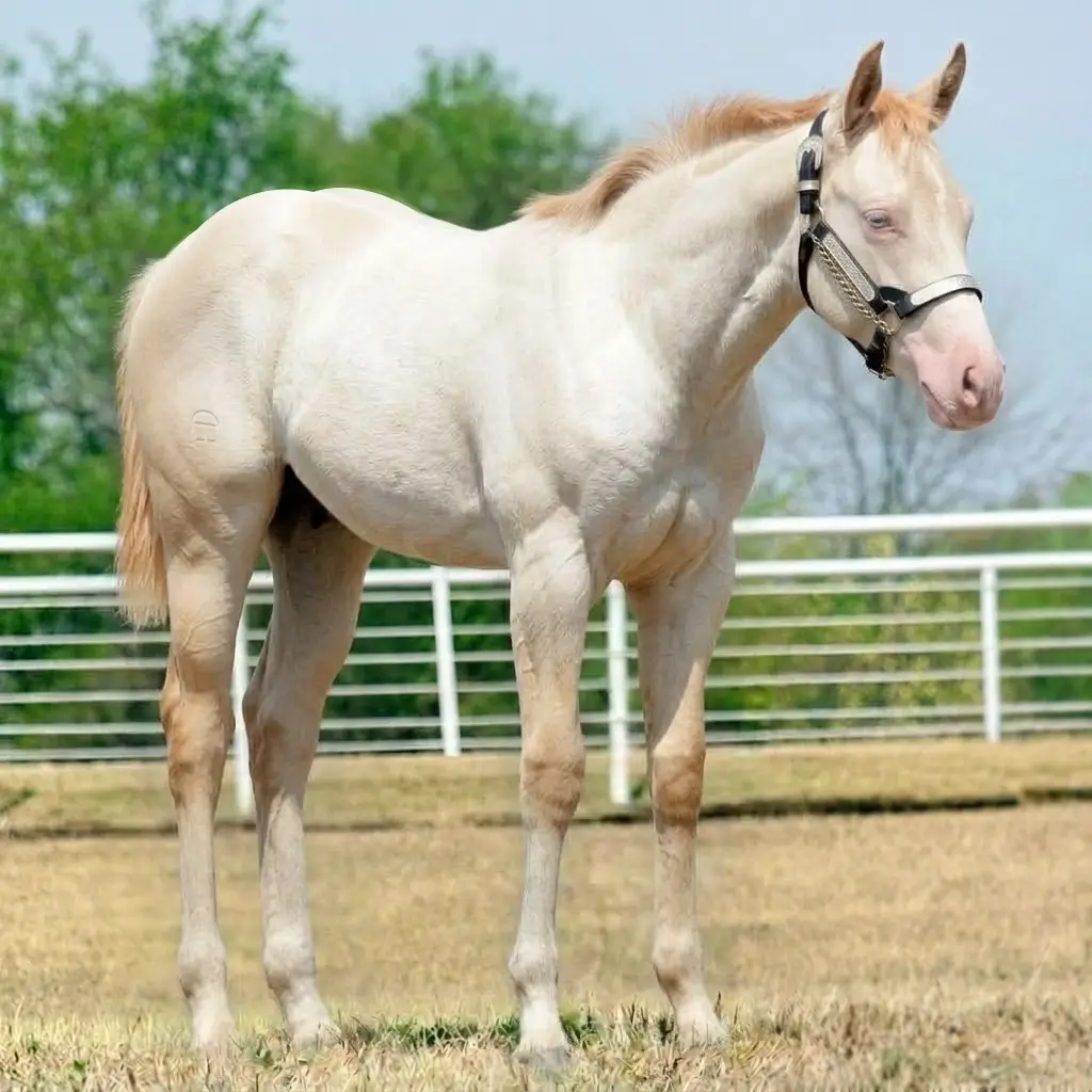 Gray Perlino