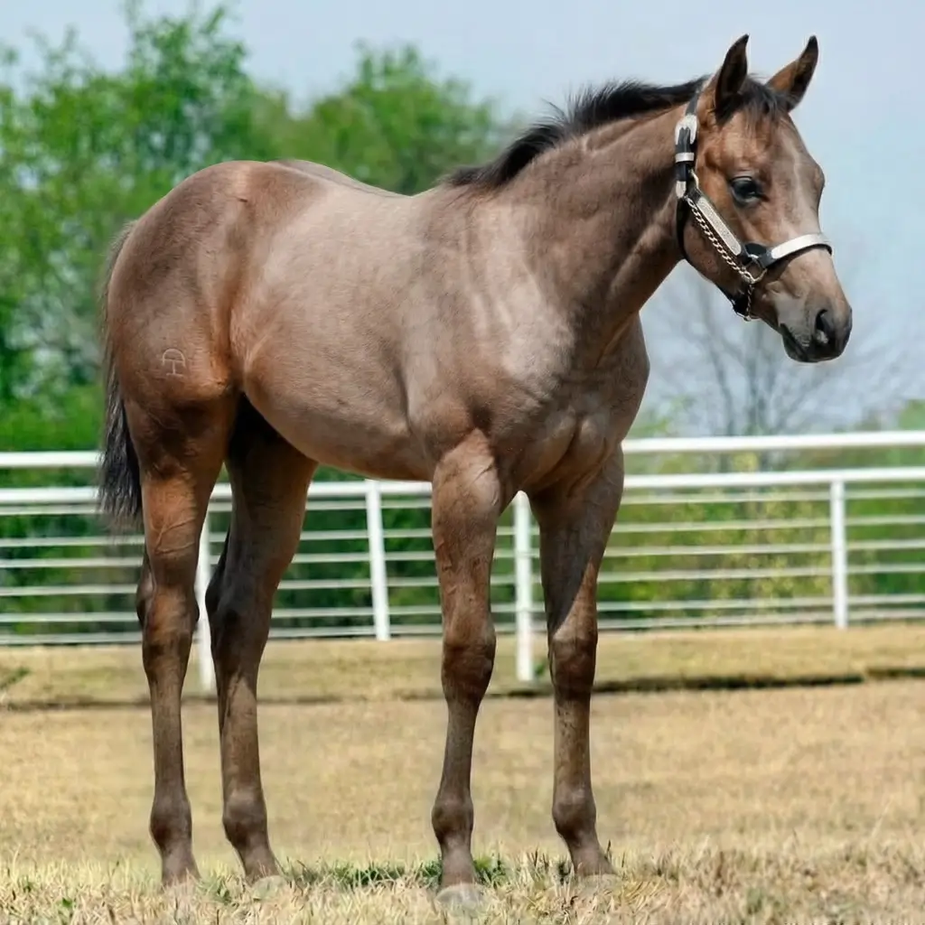 Gray Roan Bay