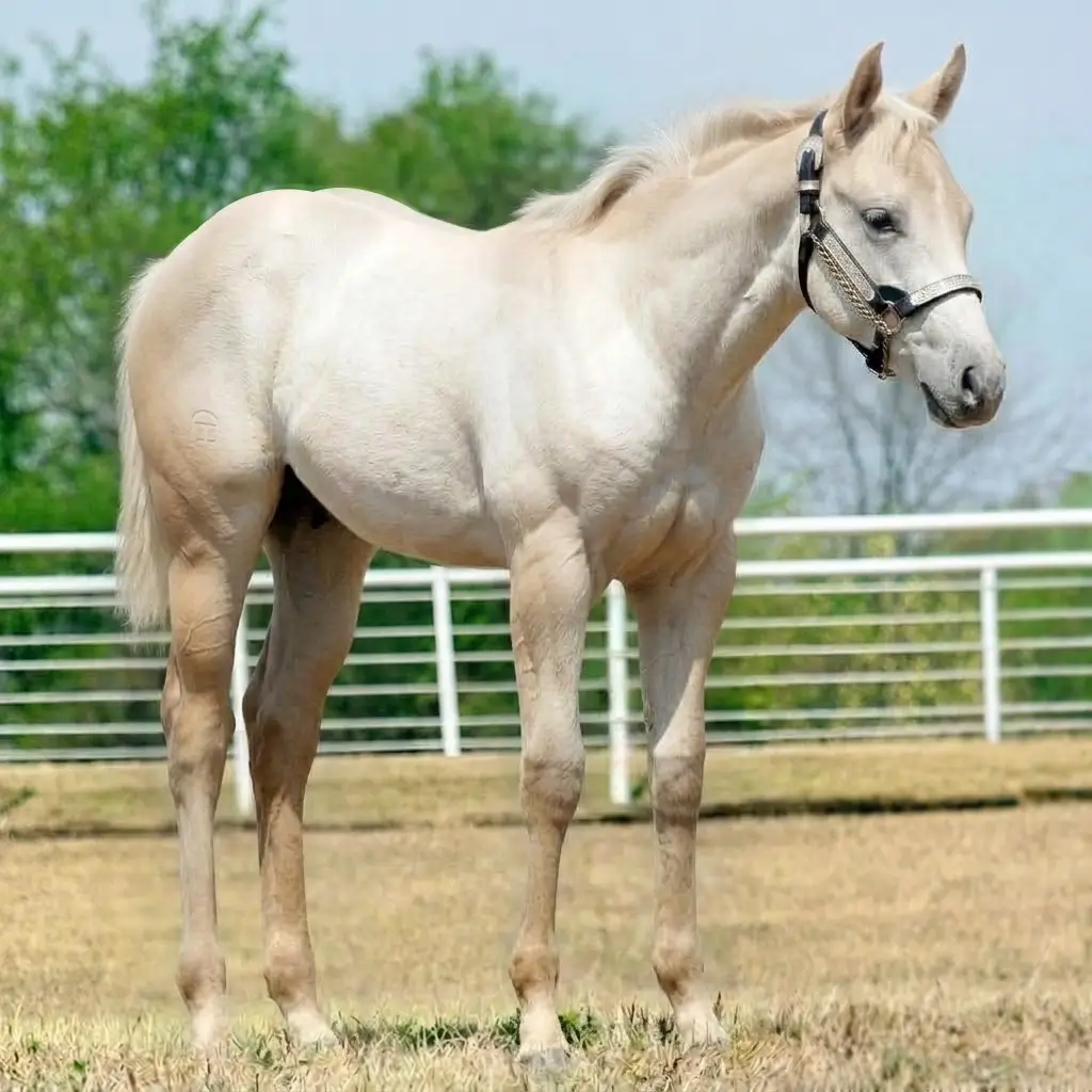Gray Roan Palomino