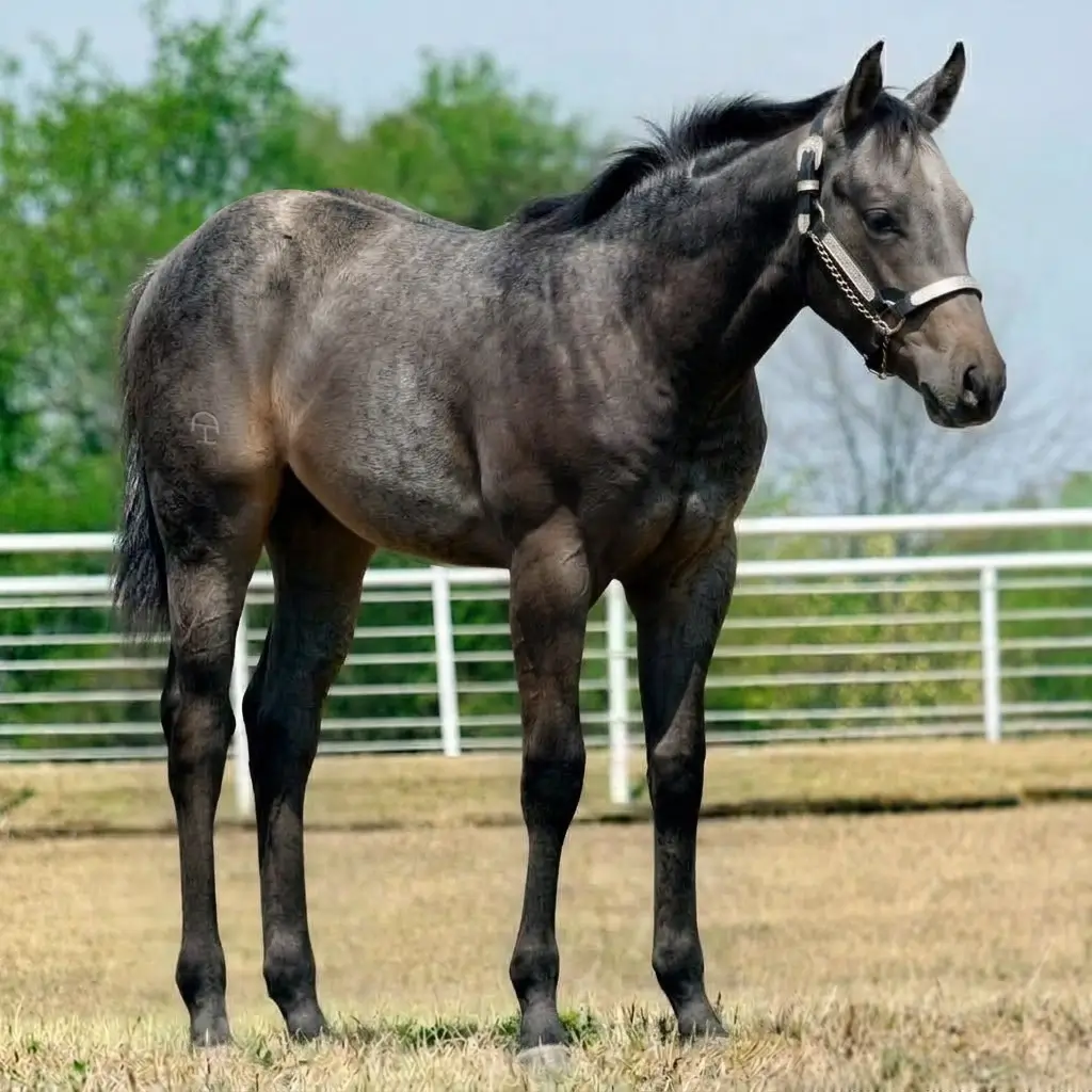 Gray Smoky Black