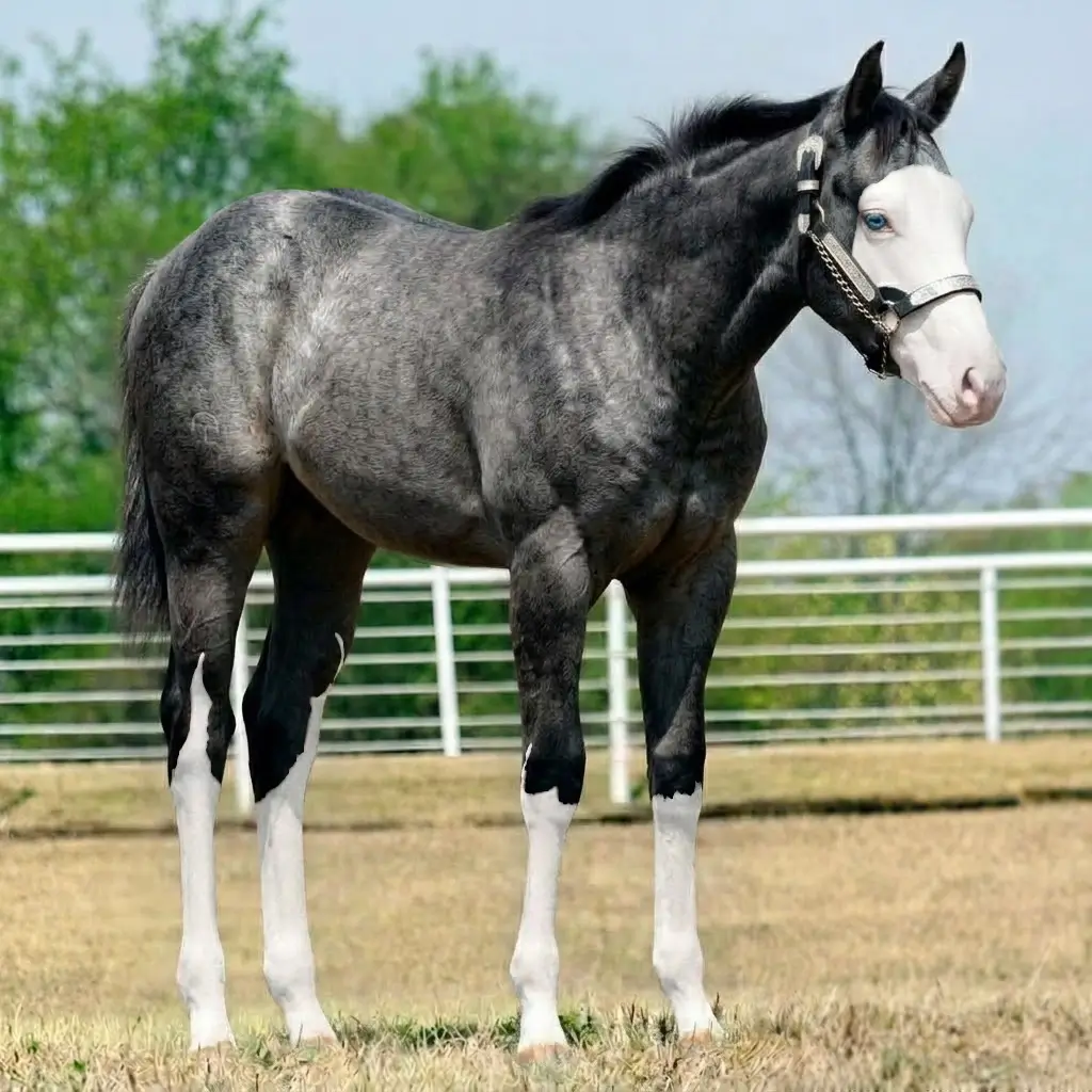Gray Splash White Black