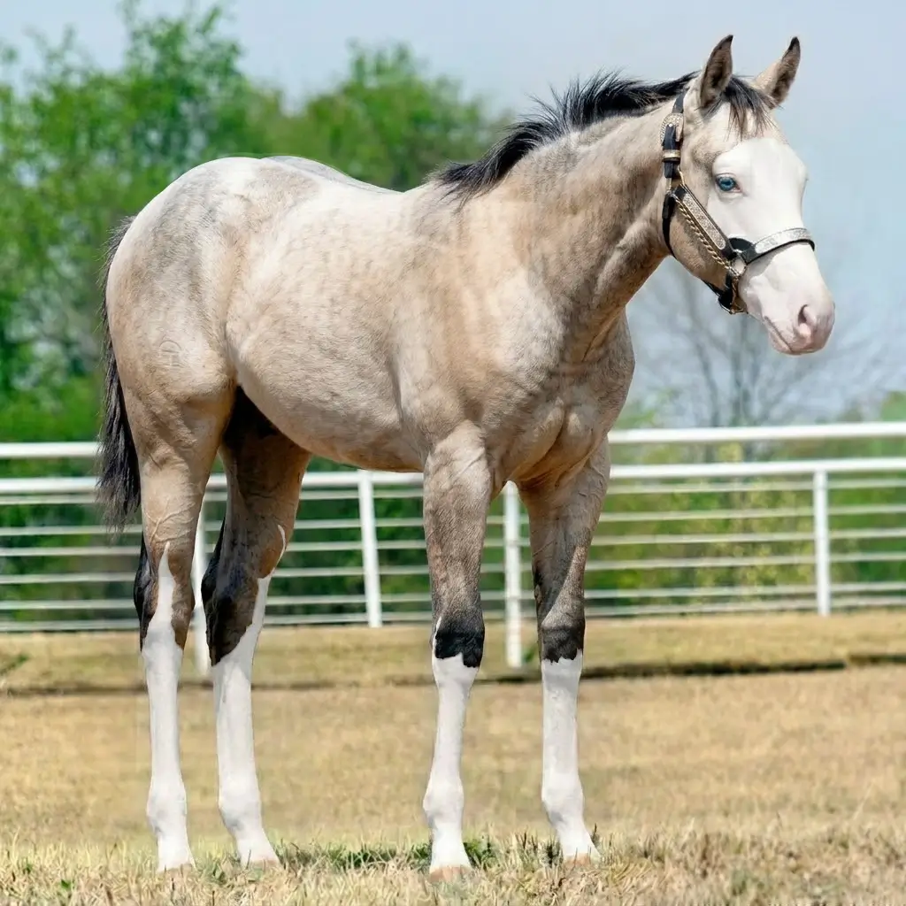 Gray Splash White Buckskin