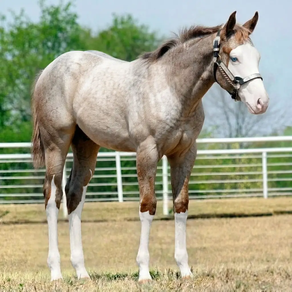 Gray Splash White Chestnut