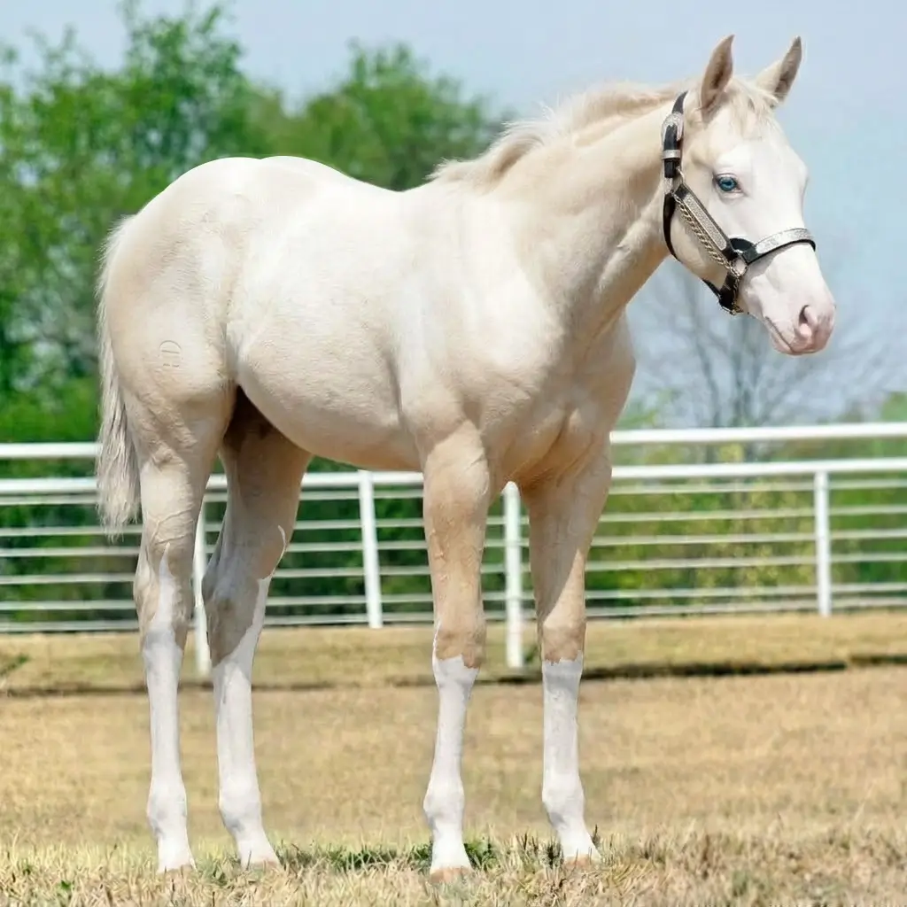 Gray Splash White Cremello