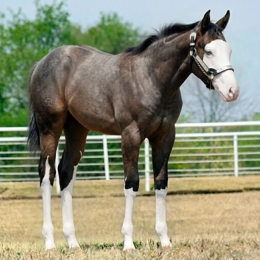 Gray Splash White Dark Brown