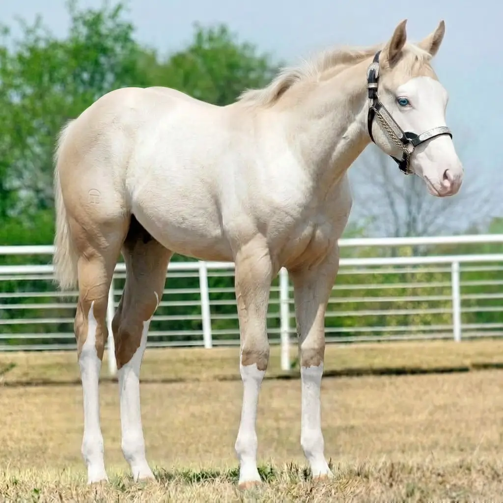 Gray Splash White Palomino