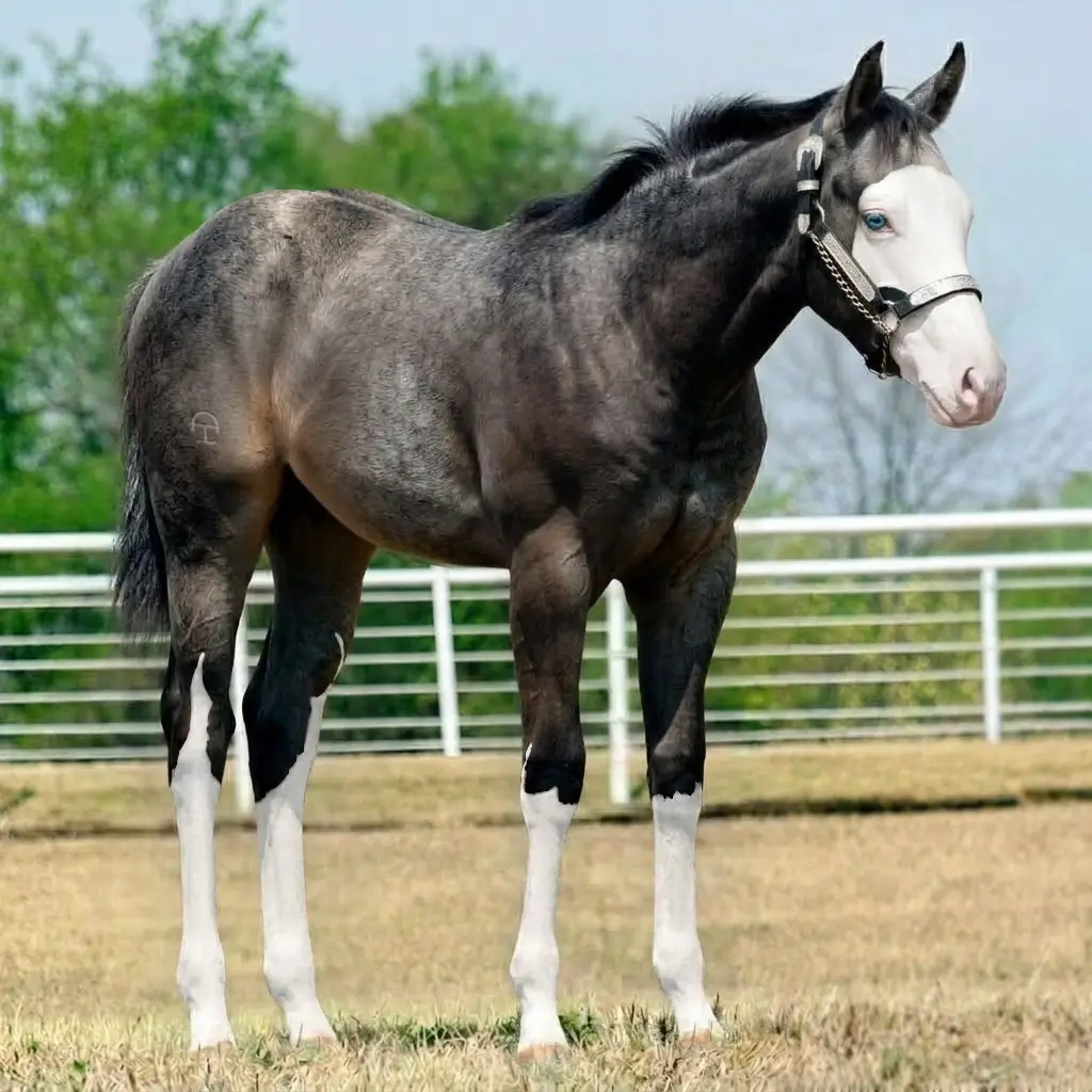 Gray Splash White Smoky Black