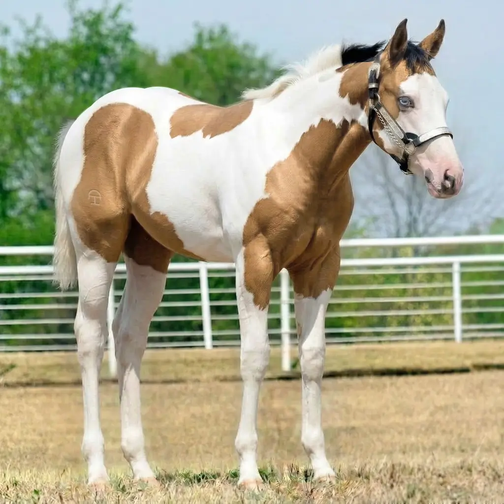 Paint Buckskin