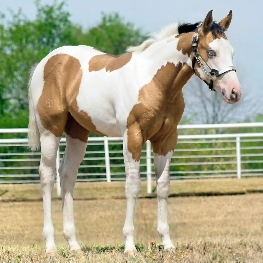 Paint Dun Buckskin