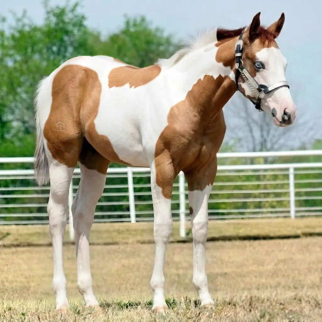 Paint Dun Chestnut