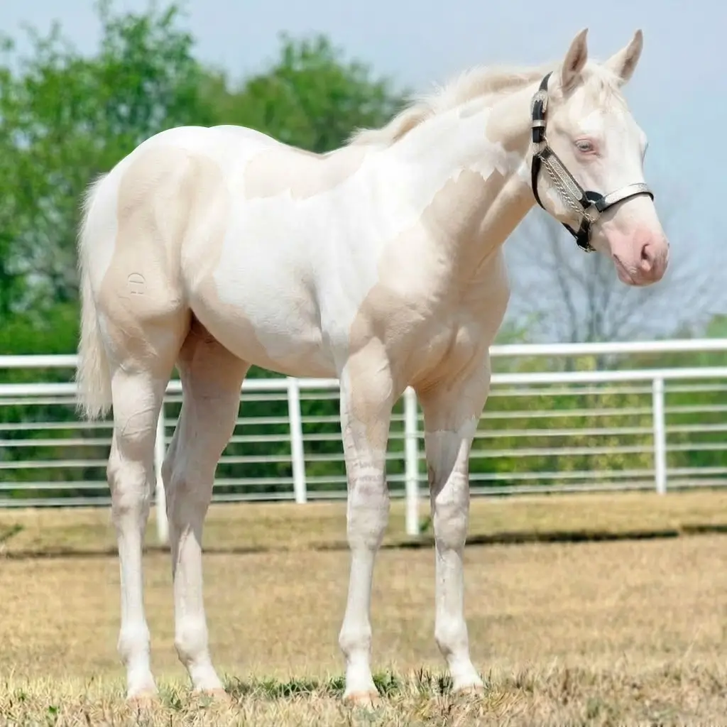 Paint Dun Cremello