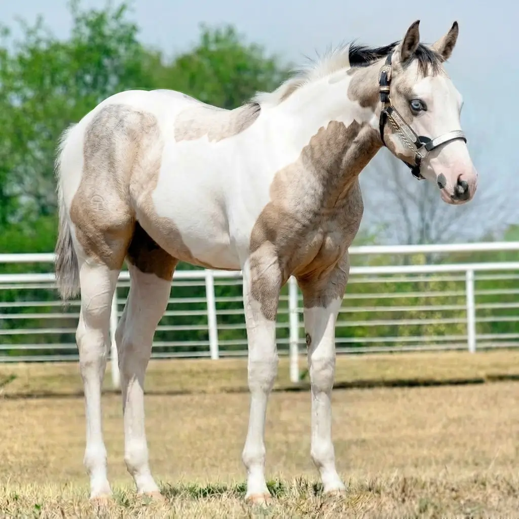 Paint Gray Buckskin