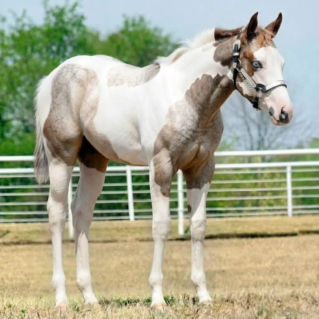Paint Gray Chestnut