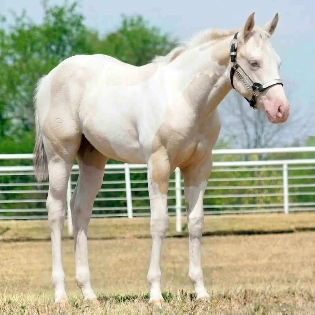 Paint Gray Cremello