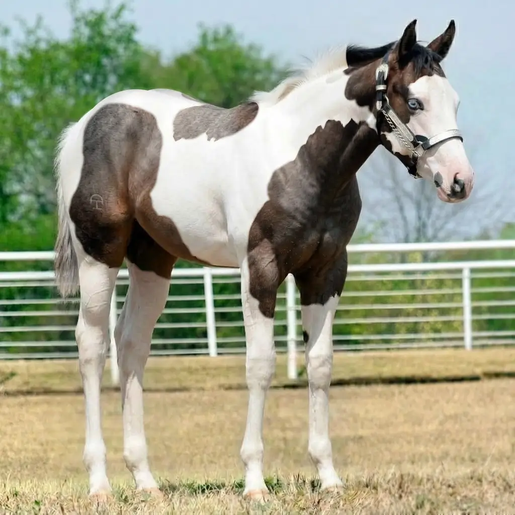 Paint Gray Dark Brown