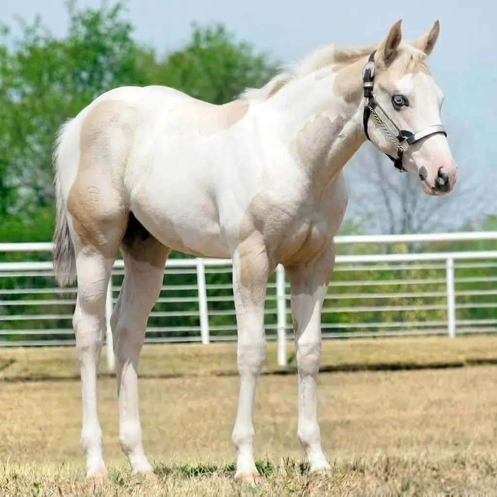 Paint Gray Palomino