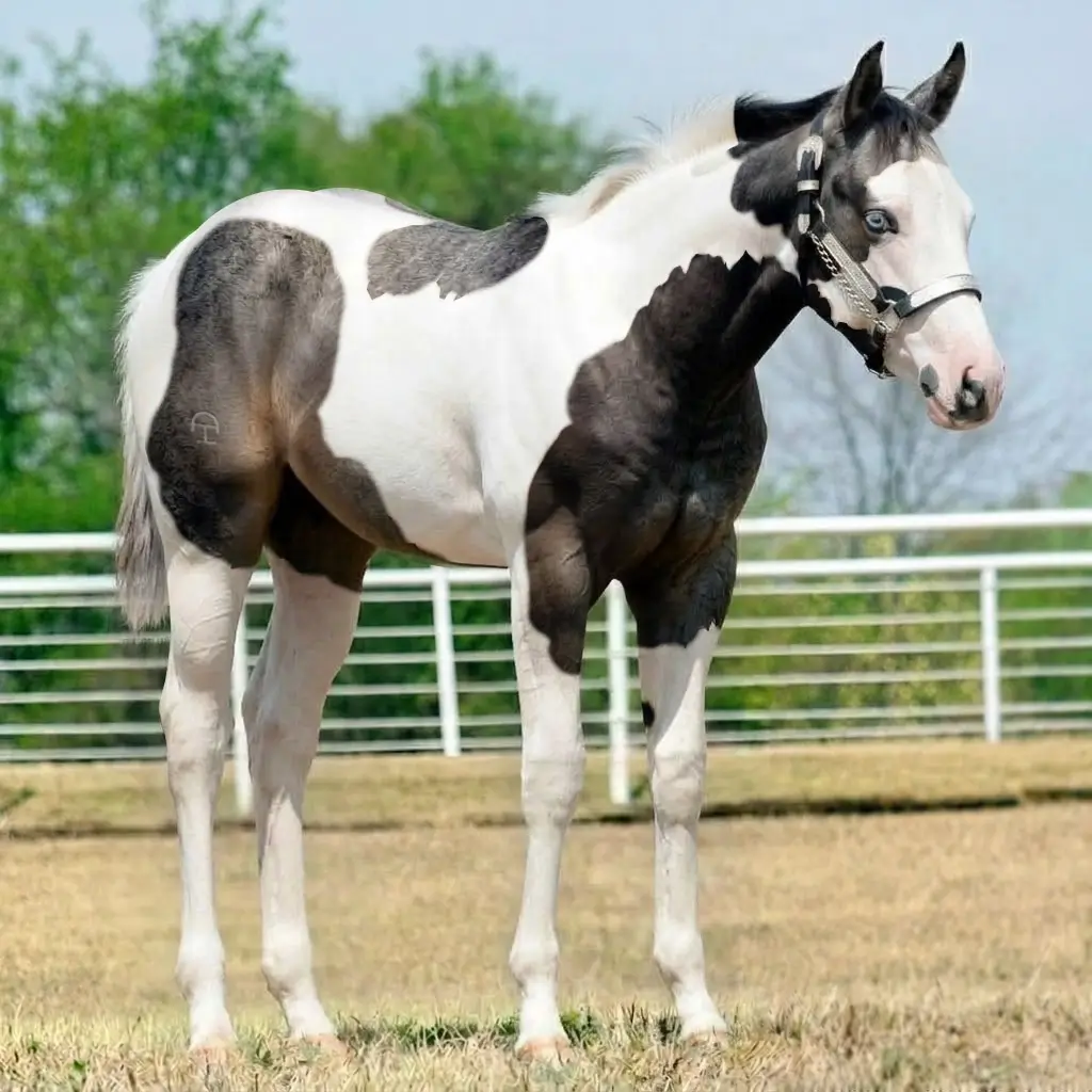 Paint Gray Smoky Black