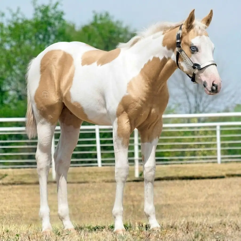 Paint Palomino