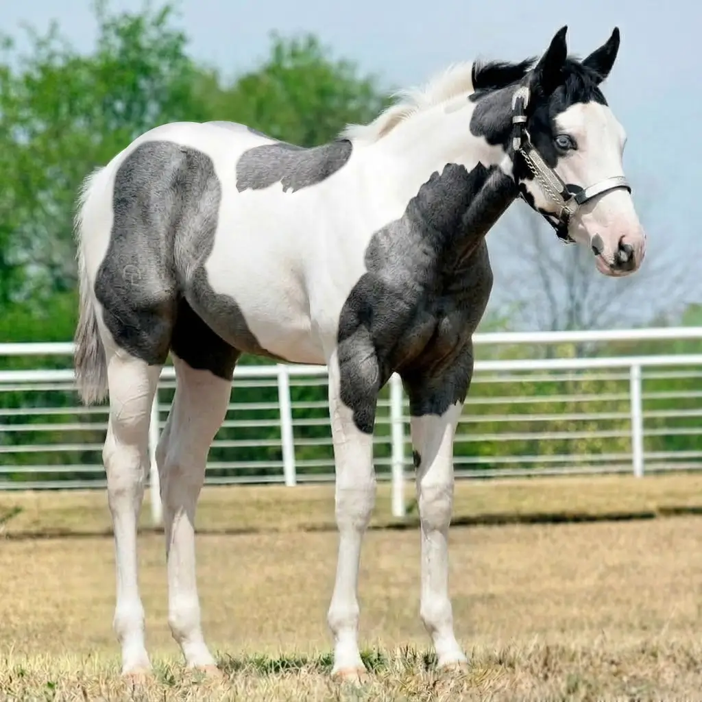Paint Roan Black