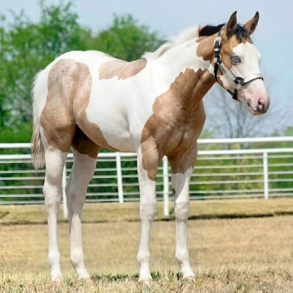 Paint Roan Buckskin