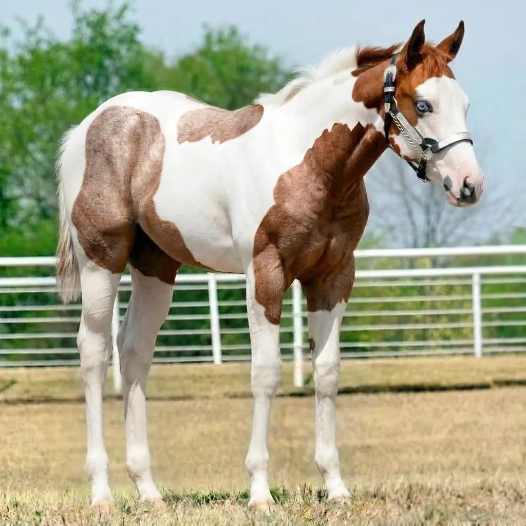 Paint Roan Chestnut