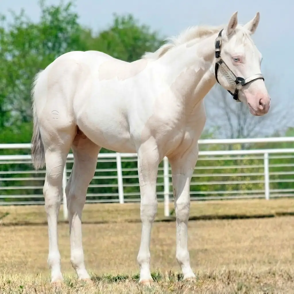 Paint Roan Cremello
