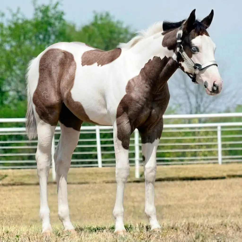 Paint Roan Dark Brown