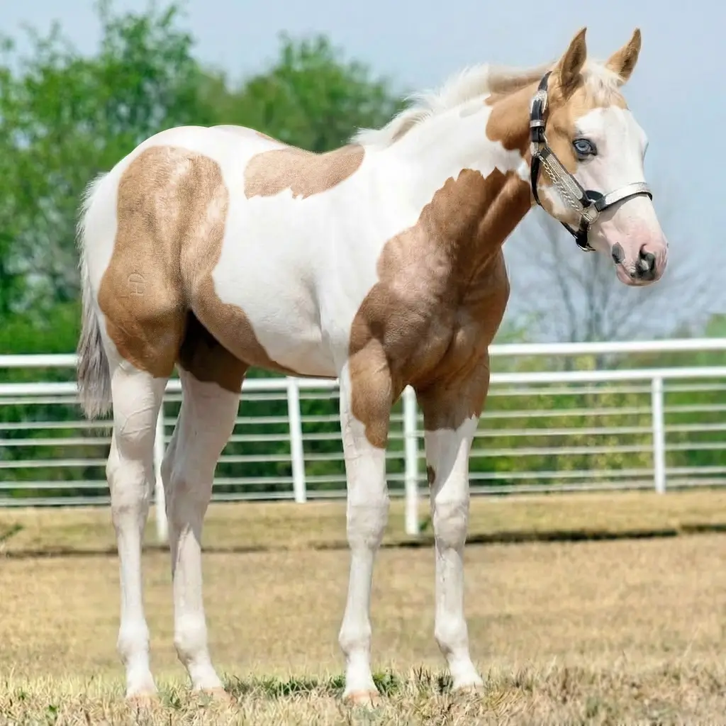 Paint Roan Palomino