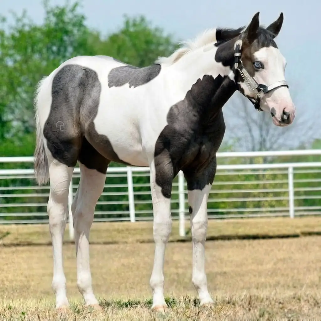 Paint Roan Smoky Black