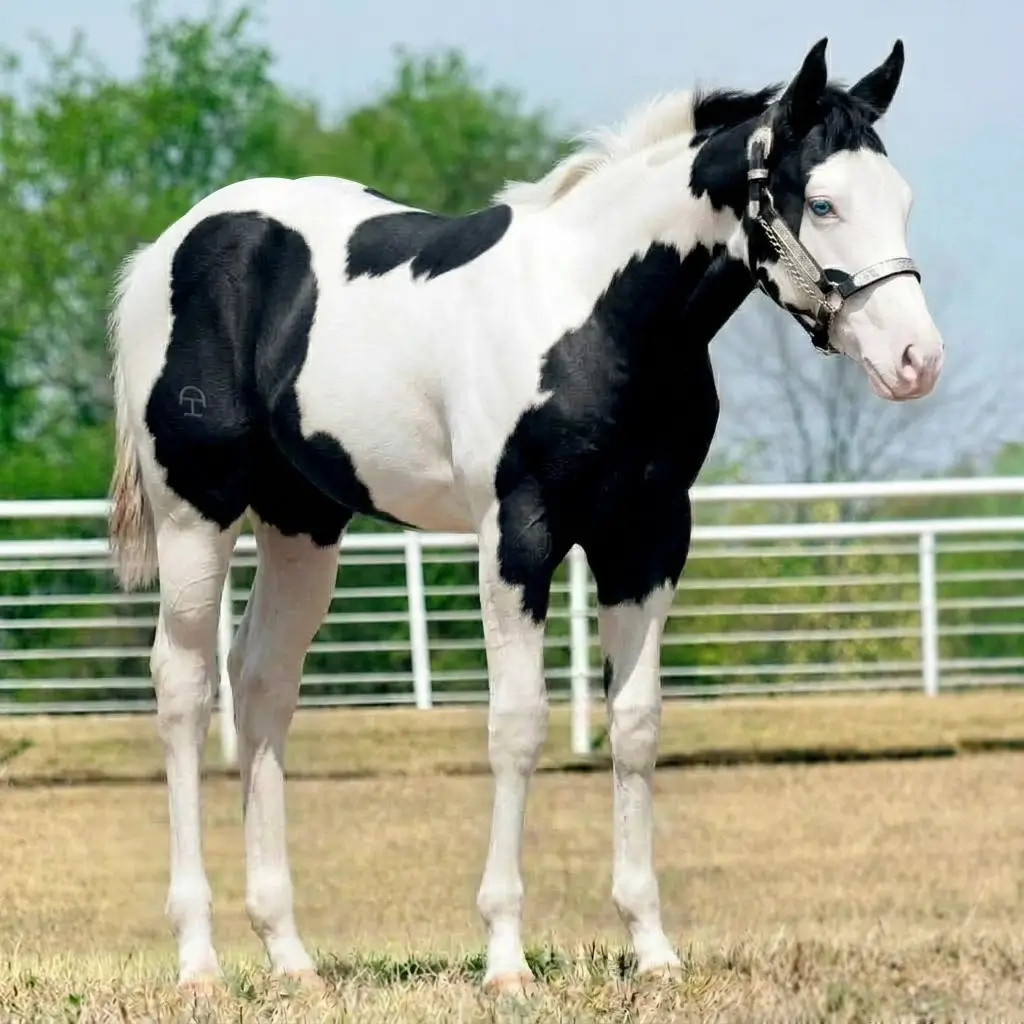 Paint Splash White Black