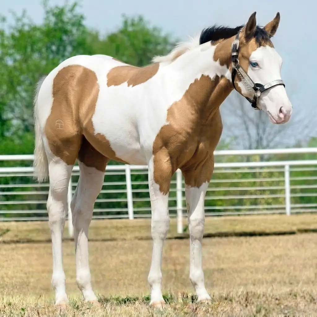 Paint Splash White Buckskin